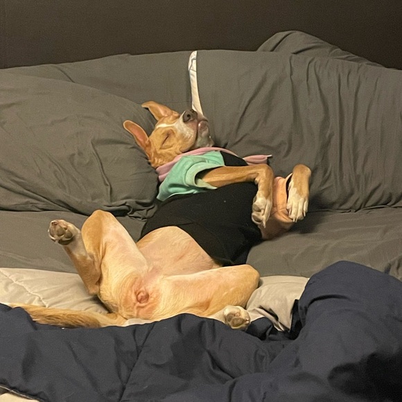 Meet your Posher, Abby - Picture 4 of 4